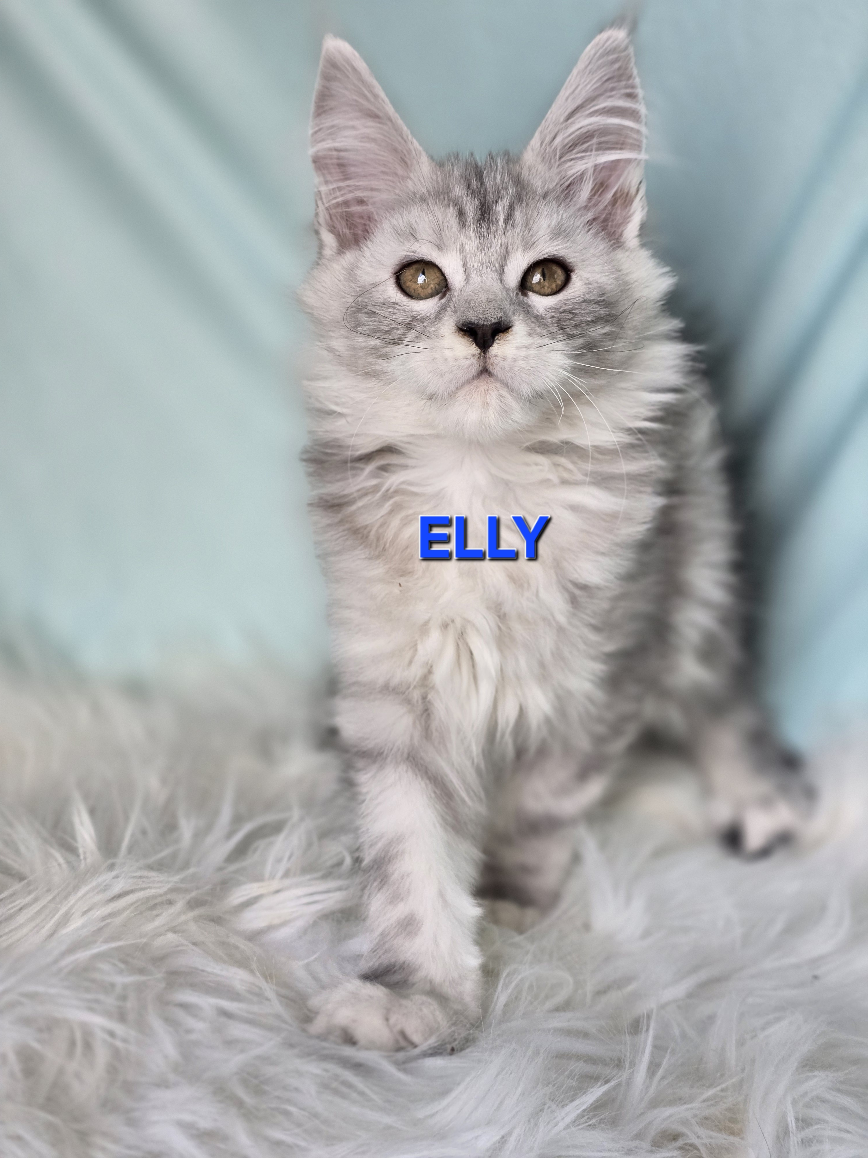 ELLY of Beauty Tiara Team — Maine Coon, Beauty Tiara Team